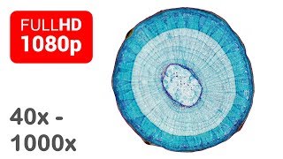 Under the microscope  Wood  Cross section  Full HD  1 [upl. by Bohlin]