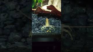 bamboo shrimp are incredible [upl. by Cirded]