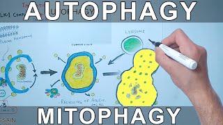 Autophagy Mechanism  Mitophagy [upl. by Stevens]