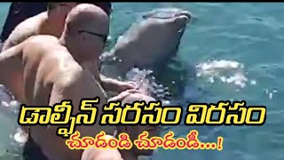 నీటిలో డాల్ఫీన్ ఏం చేస్తుందో చూడండి  see what the dolphin is doing in the waterdolphinaction [upl. by Ynaffyt]