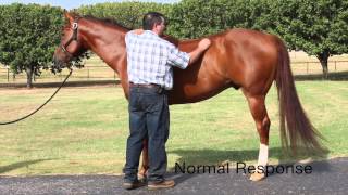 Equine Neurologic Exam by Mark DePaolo DVM [upl. by Nerrej874]