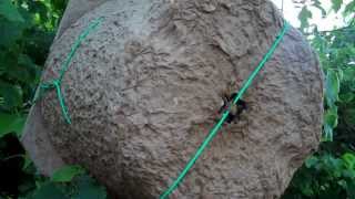 Huge Bee Swarm Captured in natural swarm trap by Durhams Bee Farm [upl. by Pius212]