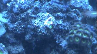 Very Healthy Reef Aquarium Actinic Lights Only Close Ups [upl. by Lerrad]