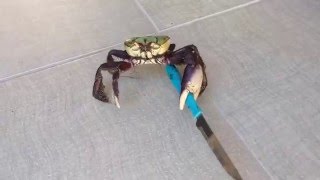 Gangster crab  Viral Video UK [upl. by Blynn]