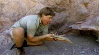 Steve Irwin Mojave Rattlesnake [upl. by Coltun921]