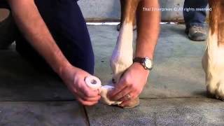 Control Bleeding on A Horses Lower Limb with Pressure Bandage [upl. by Ihtac]