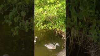 Canada Geese and Goslings on a Scenic Swim [upl. by Myranda566]