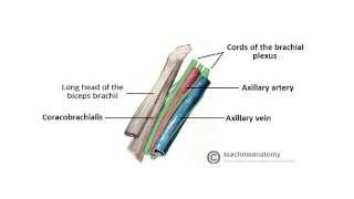 2 Minute Tutorial  Anatomy of the Axilla [upl. by Klapp]