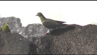 海水を飲むアオバト Whitebellied Green Pigeon Japanese Green Pigeon [upl. by Essie451]