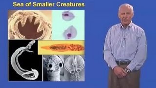 Stanley Falkow Stanford University Part 1 HumanPathogen Interaction [upl. by Yatnoj622]