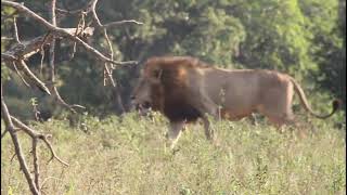 Big male lions in a Territorial Dispute A Male Lion Takeover Starts Kruger National Parklion [upl. by Travax811]