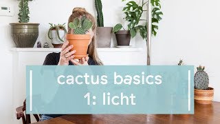 Cactus Basics Licht [upl. by Piselli538]