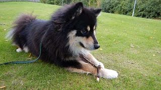 Merano inkallning finsk lapphund [upl. by Ailssa]