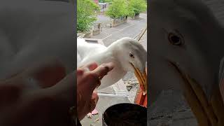 Trying To Hold My Pet Seagull Part 7 [upl. by Michaele]