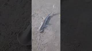 Another nice bonnethead shark south of Cocoa BeachPSFB tight lines [upl. by Tisbe]