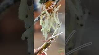 Praying Mantis Babies Hatching from an Egg Sack called an Ootheca naturelovers animals shorts [upl. by Nomyad]