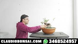 NUOVO OLIVASTRO BONSAI DA COSTRUIRE [upl. by Nikaniki]