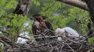 Gaviãodepenacho Spizaetus ornatus Ornate HawkEagle [upl. by Puff660]