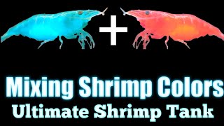 Mixing Shrimp Colors  Ultimate Shrimp Tank [upl. by Manton292]