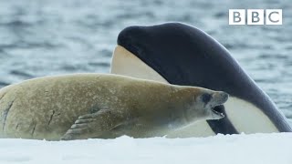 Killer whales are so clever 🤯  Frozen Planet II  BBC [upl. by Micah]