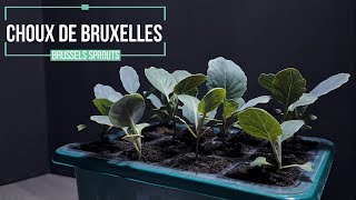 Comment réussir son semis de Chou de Bruxelles  évolution sur 16 jours [upl. by Aihsetal]