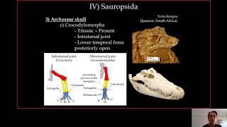 4 Archosauria [upl. by Adnoloy]