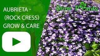 Aubrieta  How to grow Rock cress [upl. by Corrinne417]