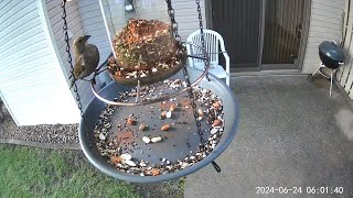 20240624  A couple of Brownheaded Cowbirds visits that took place today [upl. by Berkin137]