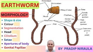 Morphology of Earthworm External features of EarthwormI Class 11 II ZOOLOGY II NEB II CEE II NEET [upl. by Cressida]