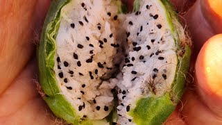 Harvesting a Cactus Fruit [upl. by Nesmat]