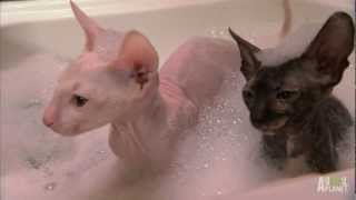 Hairless Kitty Bath  Too Cute [upl. by Garling335]