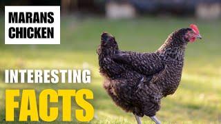 Exploring the Fascinating World of Marans Chicken  Interesting Facts  The Beast World [upl. by Lancelle670]