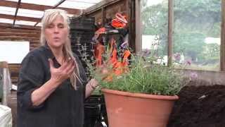 How to plant up a patio pot with herbaceous plants [upl. by Grange614]