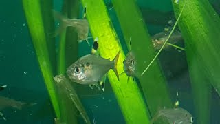 Pristella tetras maxillaris and little fish store tour [upl. by Ellwood]