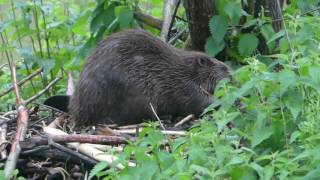 Der Burgheer der Biber auf seiner Burg Castor fiber  Beaver   Eurasian Beaver [upl. by Meeki]