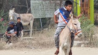 GRAN CARRERA DE BURROS en alcozauca guerrero MIRA La BILLETIZA QUE LES PAGARON 🤑 [upl. by Lorrad]