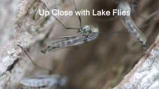 Up Close with Winnebago Lake Flies [upl. by Froemming]