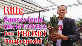 Rilis sansevieria Hibrid Langka dan promo harga spesial sansevieria sanse sansevierialover [upl. by Charlie160]