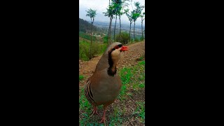 Chukar soundsVoiceCallingPartridge bird [upl. by Hajed895]