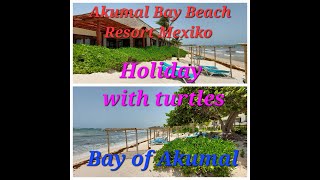 Akumal Bay Beach Resort Mexiko Holiday with turtlesBay of Akumal [upl. by Nimzay74]