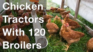 Chicken Tractors Hold 120 Broilers [upl. by Herstein442]