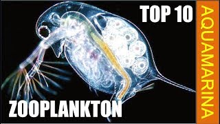 Top 10 types of zooplankton  zooplankton varieties [upl. by Aennyl]