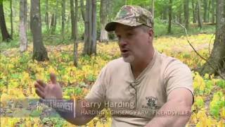 Hardings Wild Mountain HerbsHardings Ginseng Farm Maryland Farm and Harvest 310 [upl. by Jaine]