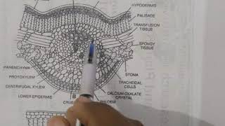 leaflet of Cycas Anatomy And Xerophytic characters For BSc students [upl. by Eneleoj709]