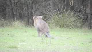 Australian wildlife Rednecked wallabies courting [upl. by Arikihs]