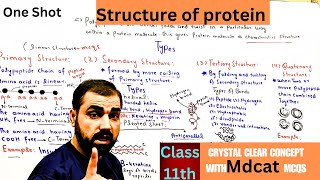 Structure of protein  primary  secondary  tertiary  Quaternary  class 11th  in Urdu  Hindi [upl. by Arlinda38]