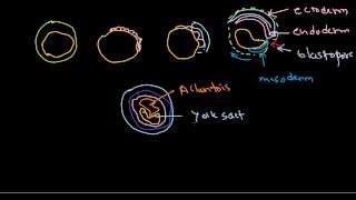 Developmental biology part 9  Gastrulation in chick [upl. by Chapnick]