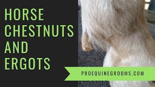 Your horses chestnuts and ergots  a bit of folklore history and tips [upl. by Ydnat]