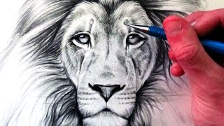 How to Draw a Lion [upl. by Haerdna]