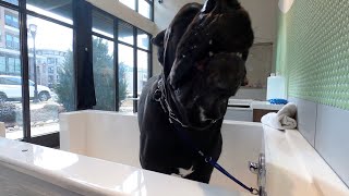 9month Old 112lb CANE CORSO  SpaDay [upl. by Boiney]